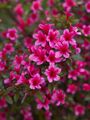 Rhododendron Silvester Azalia